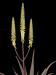 Aloe vera syn. barbabensis f.JPG